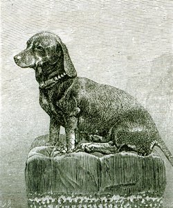 犬のジェイコブ、「イラストレイテッドロンドンニュース」、1883年11月3日 作： English School